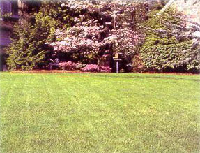 lawn